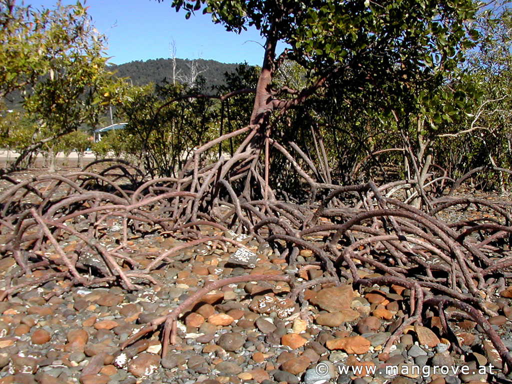 Rhizophora stylosa soil